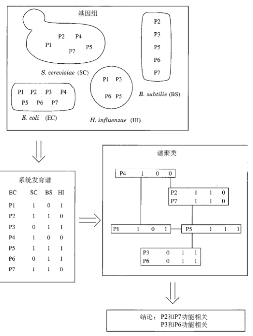 根据系统发育图谱的预测